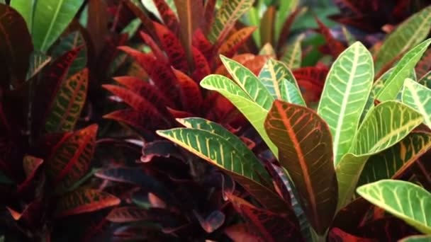 tropical plant red and green leaves Cordyline Fruticosa