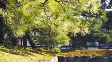 Japon çam ağacında güneş ve Rüzgar