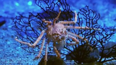 Kral Yengeç Okyanusu koyu mavi alt stok video altında akvaryumda