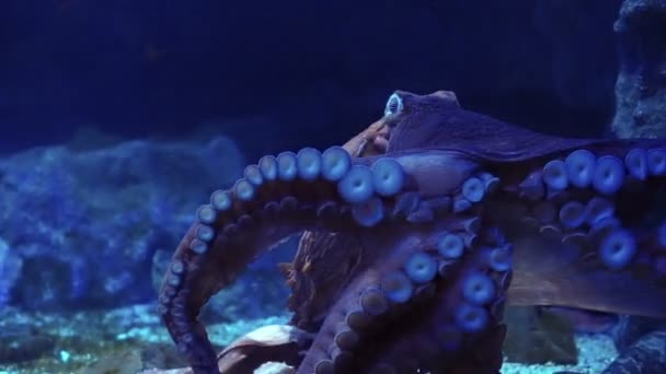 Giant octopus spreads tentacles suction attach on glass at the aquarium — Stock Video