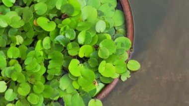 Yeşil tropikal sucul bitki su altında toprak kap içinde