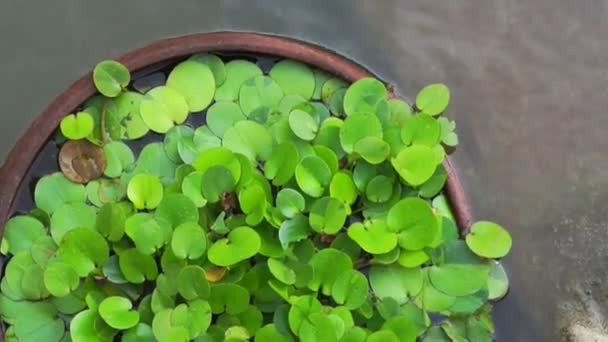 Pianta acquatica tropicale verde in vaso di argilla sott'acqua — Video Stock