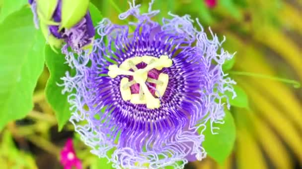 Passiflora flower, passion flower tropical exotic one — Stock Video