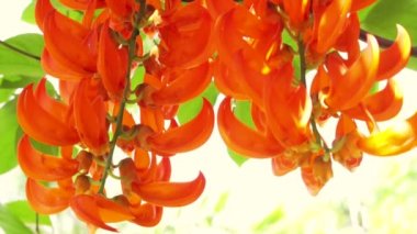 Turuncu yanmak egzotik tropik çiçek. tırmanma bitkiler asılı