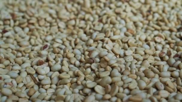 Video of green raw coffee bean pile texture background before roast — Stock Video