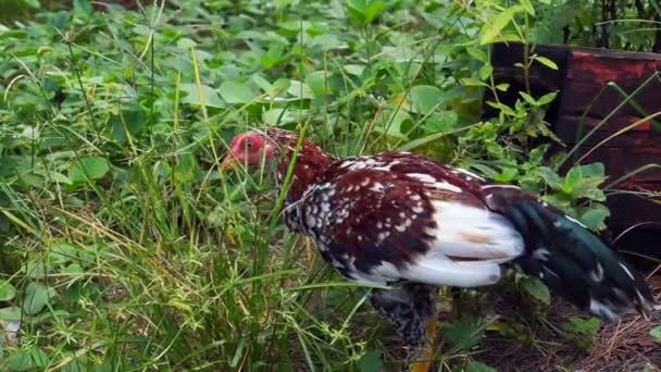 Vídeo de pollo en un prado de campo libre. Pollito caminando por la naturaleza — Vídeo de stock