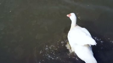 Yüzme ve pond yüzen beyaz ördek video