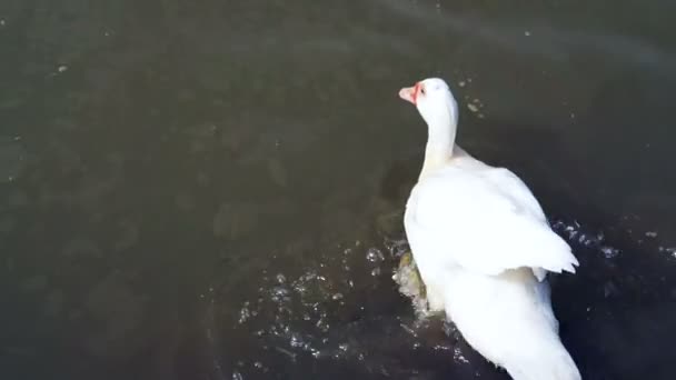 Video von weißer Ente schwimmt und schwimmt im Teich — Stockvideo