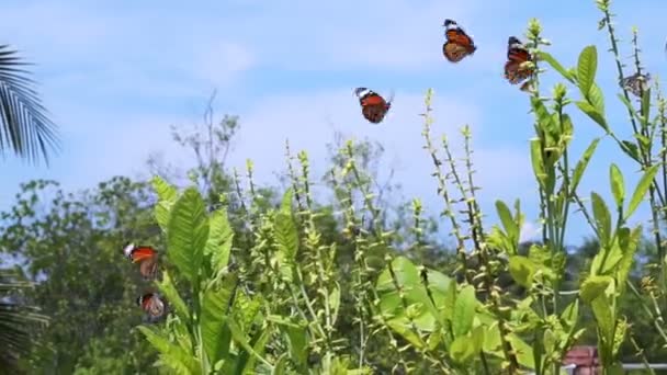 Monarch kelebek bitkiler etrafında — Stok video