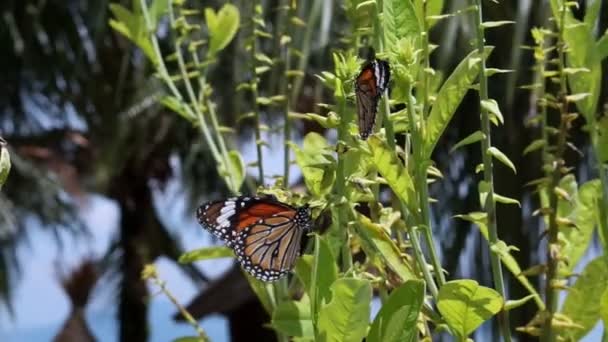 Dos mariposas monarca alrededor de las plantas — Vídeo de stock