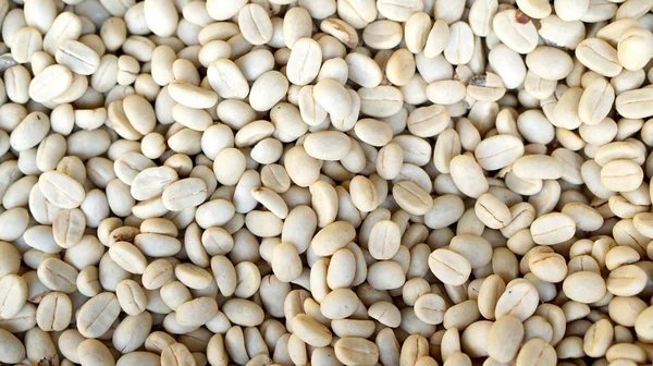 Raw white green beans of coffee before roasting — Stock Photo, Image