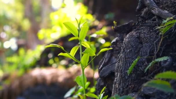 Abstrato vida nova crescendo. A árvore brota do velho tronco. Fundo natural verde — Vídeo de Stock