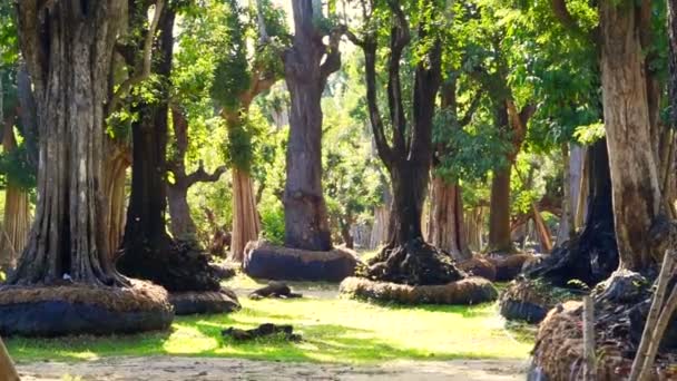 Grandi alberi che vendono nel giardino. Affari verdi e calmi, industria del paesaggio — Video Stock