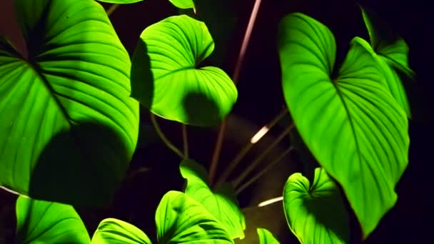 Colocasia listy s podsvícením v noci zobrazující krásnou texturu — Stock video