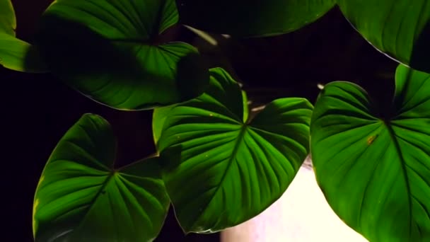 Colocasia αφήνει με την αναδρομικά φωτισμένη τη νύχτα δείχνει όμορφο υφή — Αρχείο Βίντεο