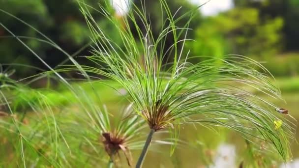 Papyrus Tree Plant In Front Of Water Pond Video By C Glowonconcept Stock Footage Papyrus Tree Plant In Front Of Water Pond Video By C Glowonconcept Stock Footage