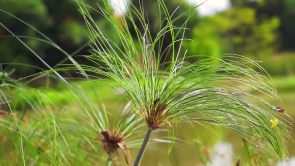 Papyrusbaumpflanze vor dem Wasserteich — Stockvideo