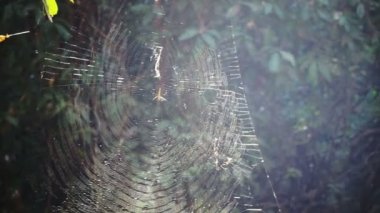 Örümcek web orman ışığında üzerinde. Soyut tuzak ve tehlike