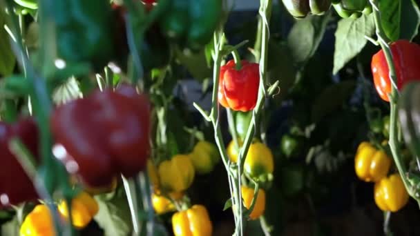 Câmera de panelas através de tomates maduros na vinha à noite com iluminação — Vídeo de Stock