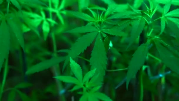 Cannabis sativa vergelijkbare plant aan marihuana — Stockvideo