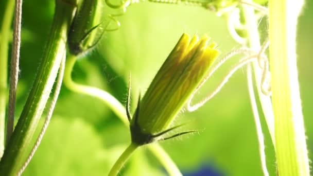 Pumpkin flower growing, nature new born life abstract — Stock Video