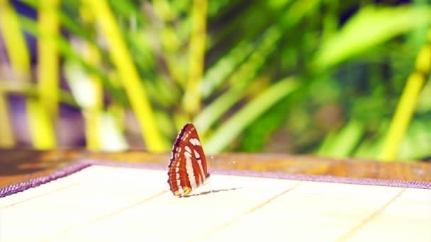 Schmetterling liegt still auf dem Tisch und ist bereit, in der Morgensonne abzufliegen — Stockvideo