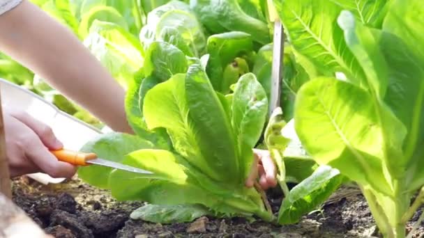 Bio-Salat ohne Pestizide Gemüse gepflückt und vom Gartenbauernhof geschnitten — Stockvideo