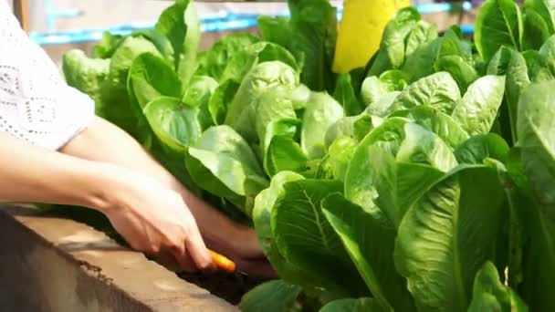 Biologische bestrijdingsmiddelen gratis salade groente geplukt en gesneden uit de tuin boerderij — Stockvideo