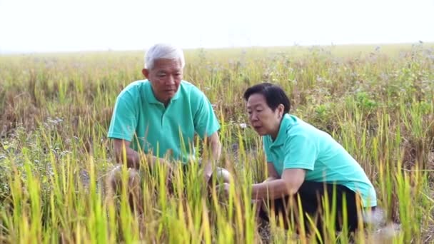Casal sênior asiático olhando para culturas de campo de arroz. Pormenores da exploração e da actividade agrícola — Vídeo de Stock
