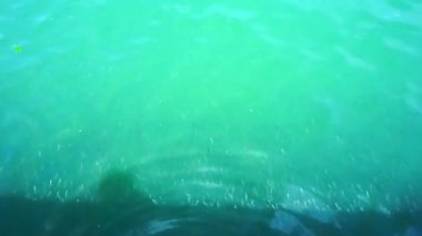 video küçük gümüş balık yeşil tropikal okyanus tekne iskelesi yüzme okulu