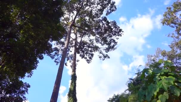 Höga träd i tropiska högt bergskog — Stockvideo