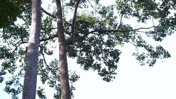 Árboles altos en bosque tropical de alta montaña — Vídeo de stock