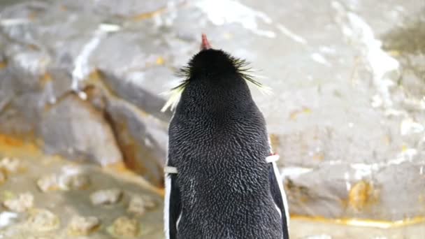 Rockhopper Pinguin Medium Schuss von hinten — Stockvideo