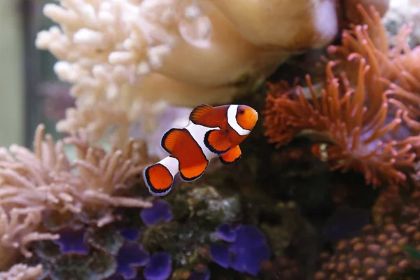 Clownfisch im Aquarium — Foto Stock