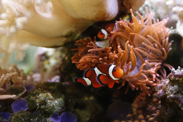 Clownfische im Aquarium lizenzfreie Stockbilder