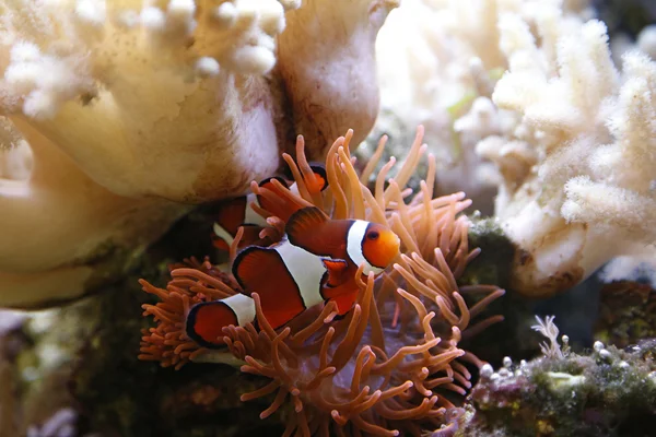 Clownfische im Aquarium lizenzfreie Stockfotos