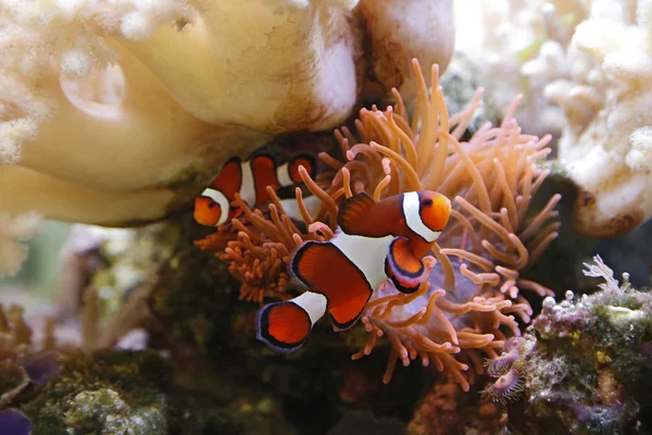 Clownfische im Aquarium lizenzfreie Stockfotos