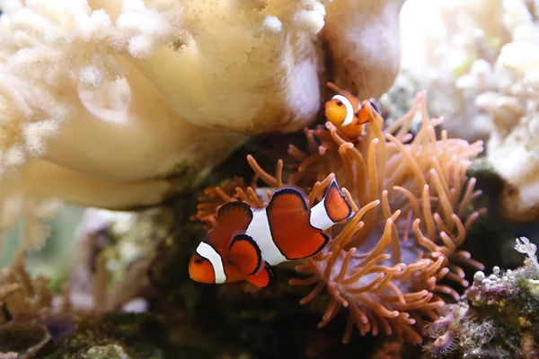 Clownfisch im akvárium Stock Obrázky