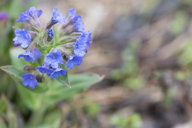 Pulmonaria mollis (lungwort)