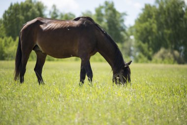 Güneş ışığında at
