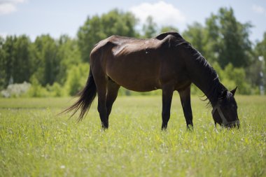 Güneş ışığında at