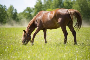 Güneş ışığında at