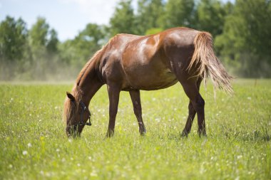 Güneş ışığında at