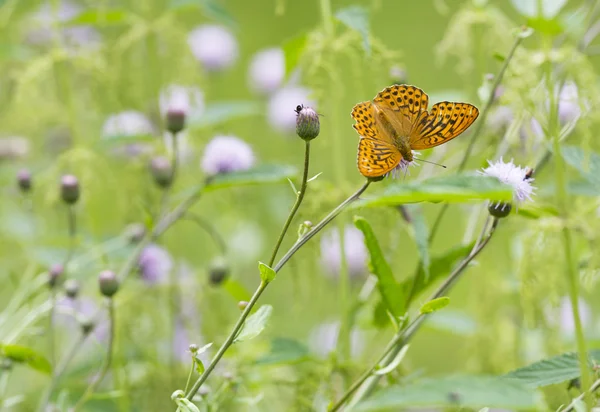 Fritilário lavado a prata (Argynnis paphia) — Fotografia de Stock