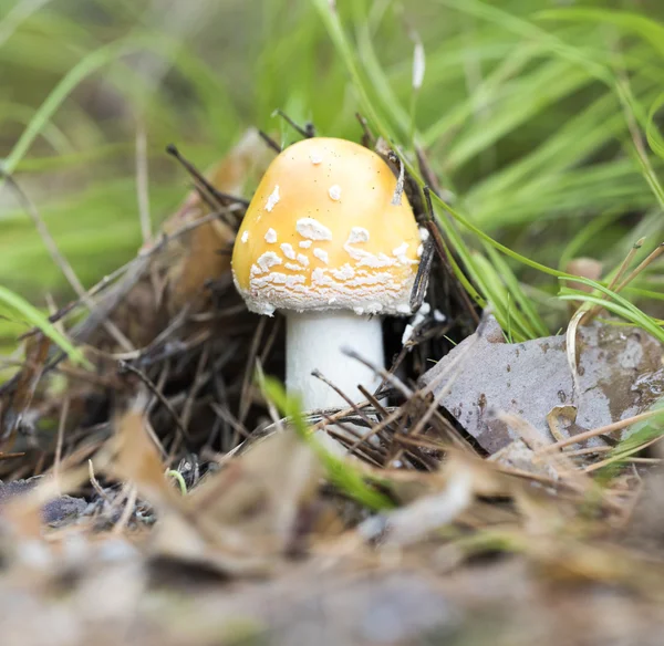 Amanita in the forest — Stock Photo, Image