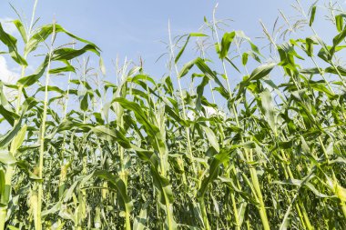 büyüyen mısır alan