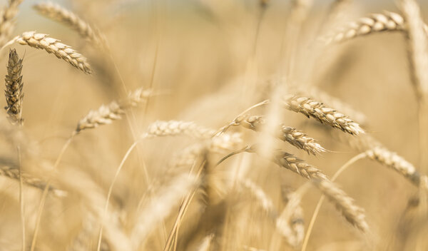 ears of wheat