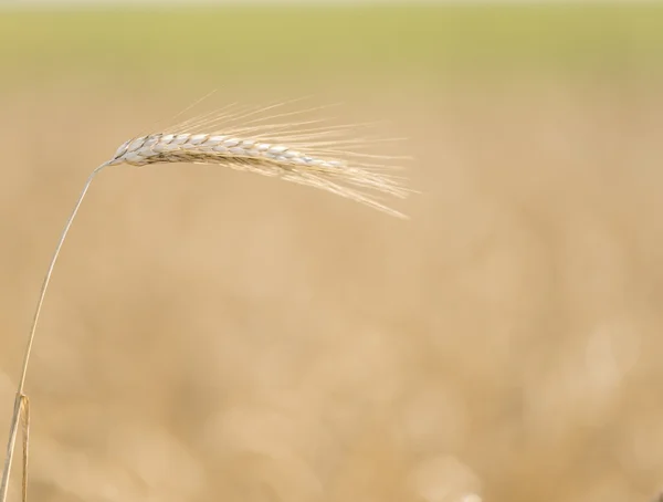 Buğday kulakları — Stok fotoğraf