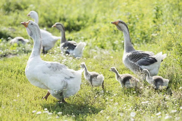 Famille maison d'oie — Photo