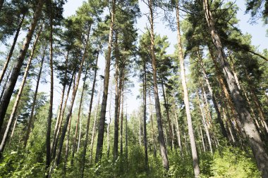 Çam ormanı üzerinde gökyüzü uygunluğunu
